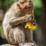 The Monkey King and the Mangoes
