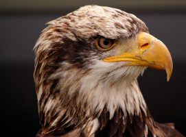 The Symbolism of the Eagle