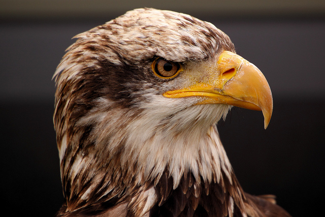 The Symbolism of the Eagle
