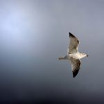 Inner Freedom
