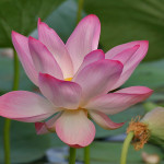 The Symbolism of the Lotus