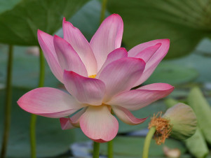 The Symbolism of the Lotus