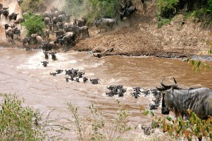 Wildebeest Migration