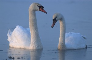 The Wounded Swan