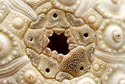 Fig 11 - Sea Urchin