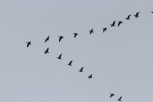 The Wisdom of Geese