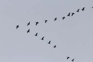 geese-245636_1280