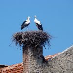 Urban Wildlife
