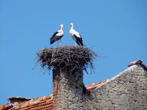 Chimney-with-stork-nest