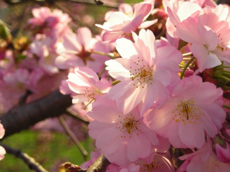 Haiku: Abundance in Brevity