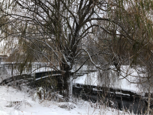 In the Hollow of a Weeping Willow