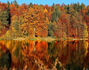 Reflections of the Fall