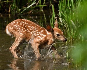 Sport Hunting - a Consensual Crime