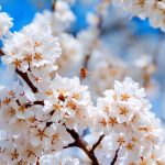 The Symbolism of Renewal