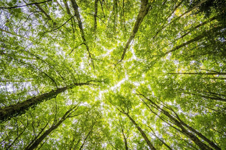 Humanity's Relationship with trees