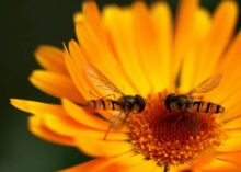 On Altruism in Nature