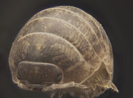 On the Nature of the Woodlouse