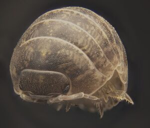 On the Nature of the Woodlouse